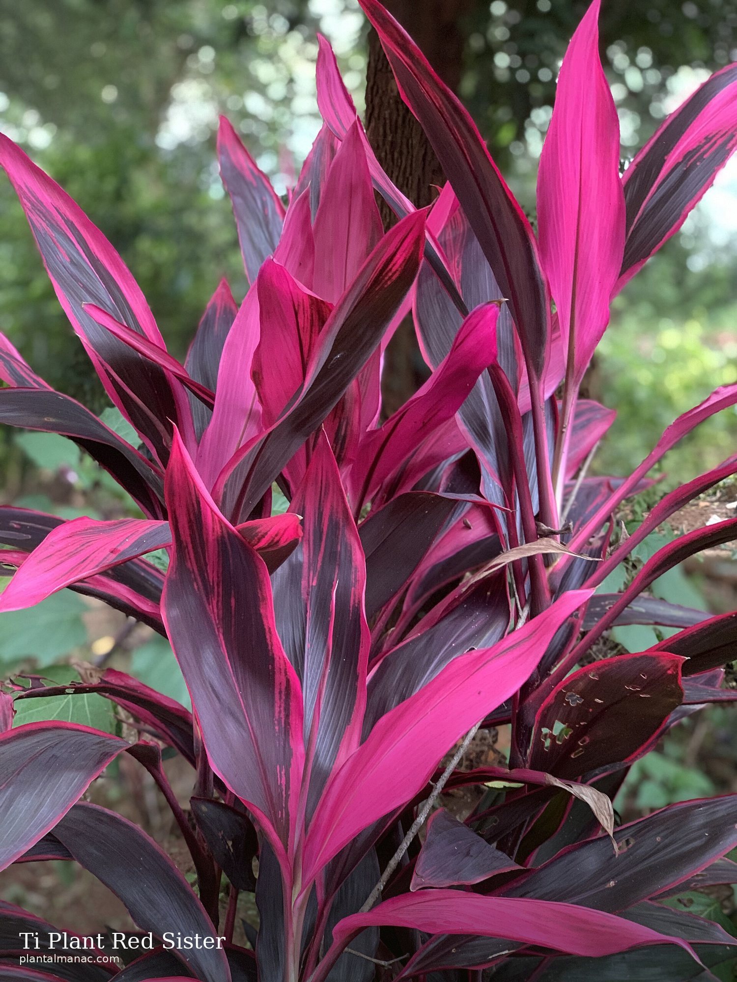 Ti-Pflanze Red Sister (Cordyline fruticosa Red Sister)