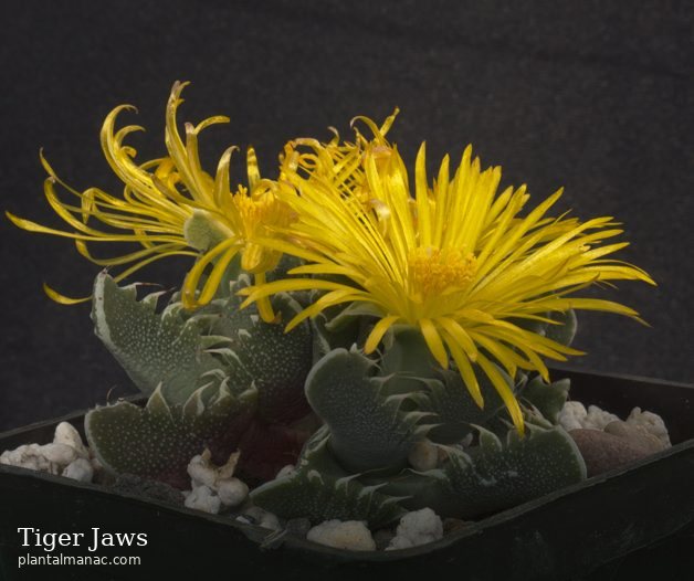 Tiger Jaws (Faucaria tigrina)