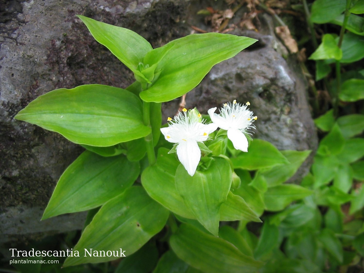 Tradescantia Nanouk (Tradescantia albiflora Nanouk)