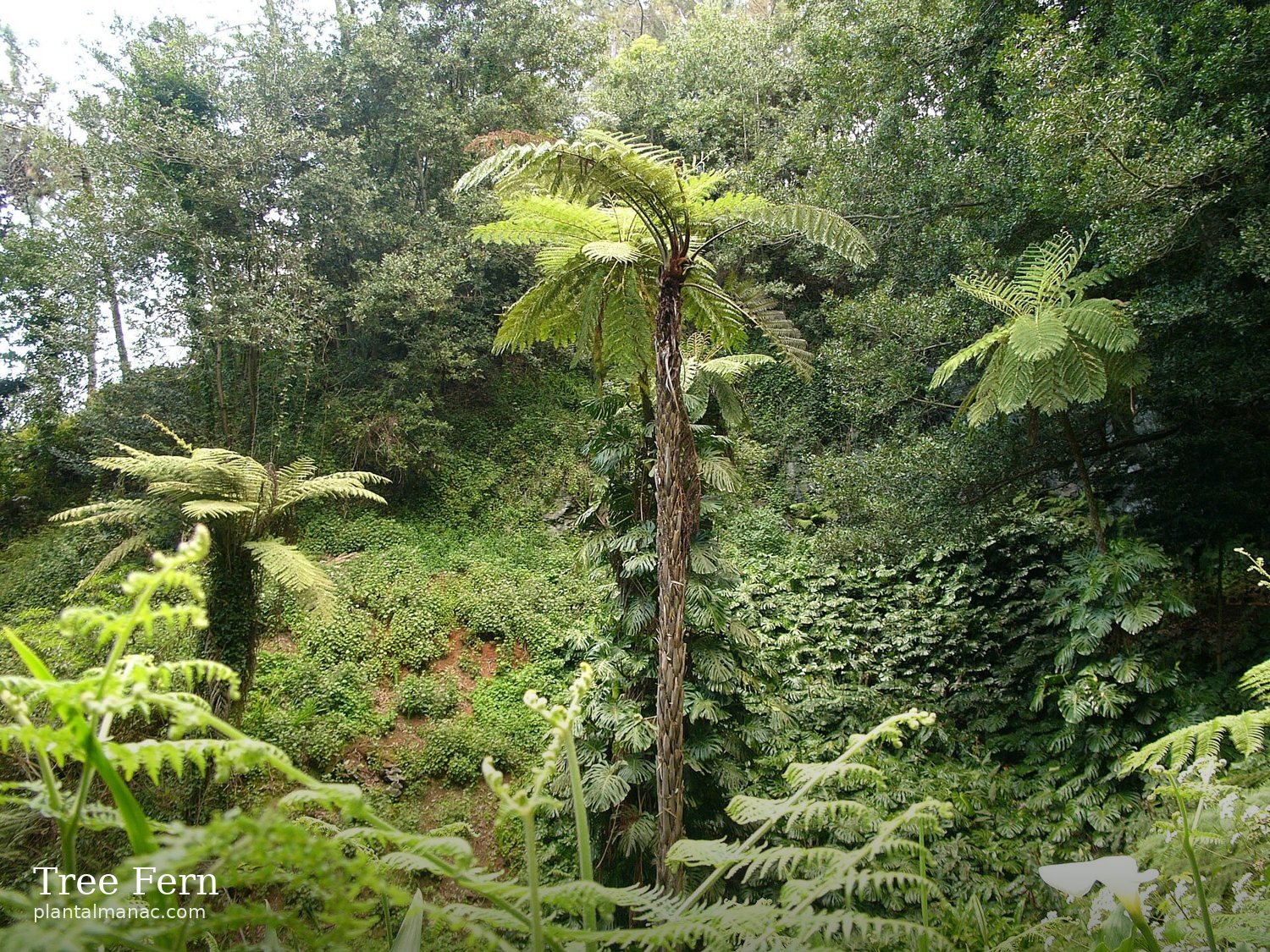 Baumfarn (Cyathea cooperi)