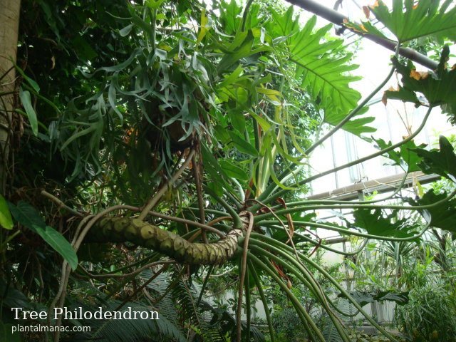 Tree Philodendron (Thaumatophyllum bipinnatifidum)