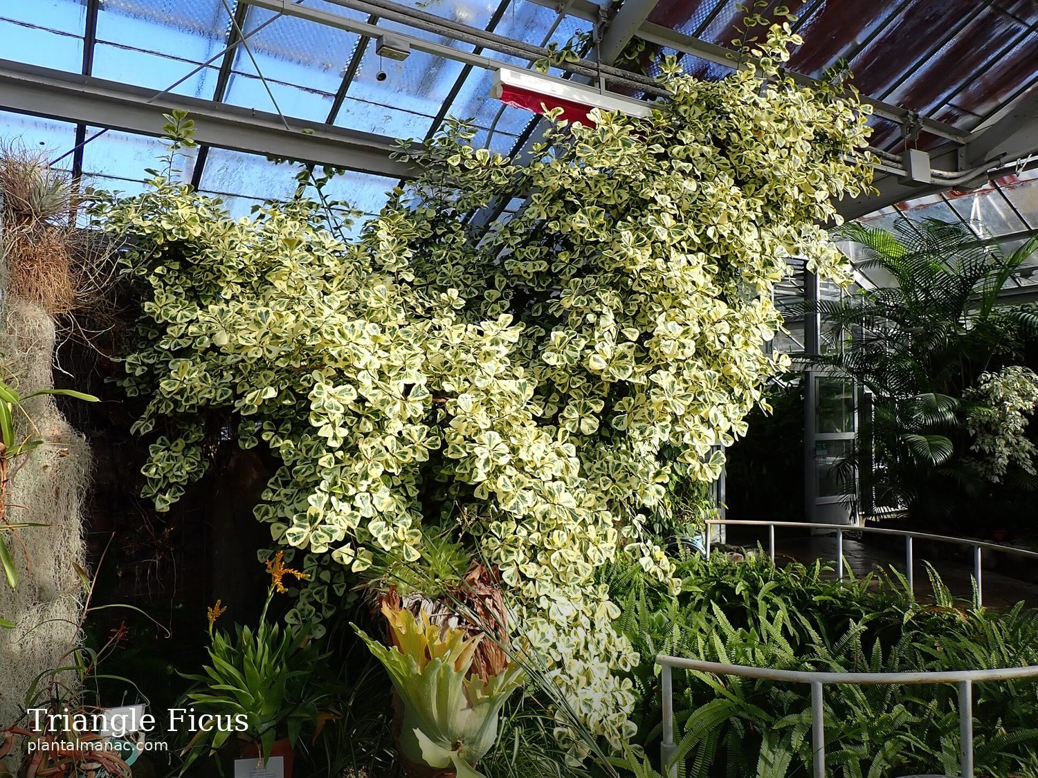Triangle Ficus (Ficus triangularis)