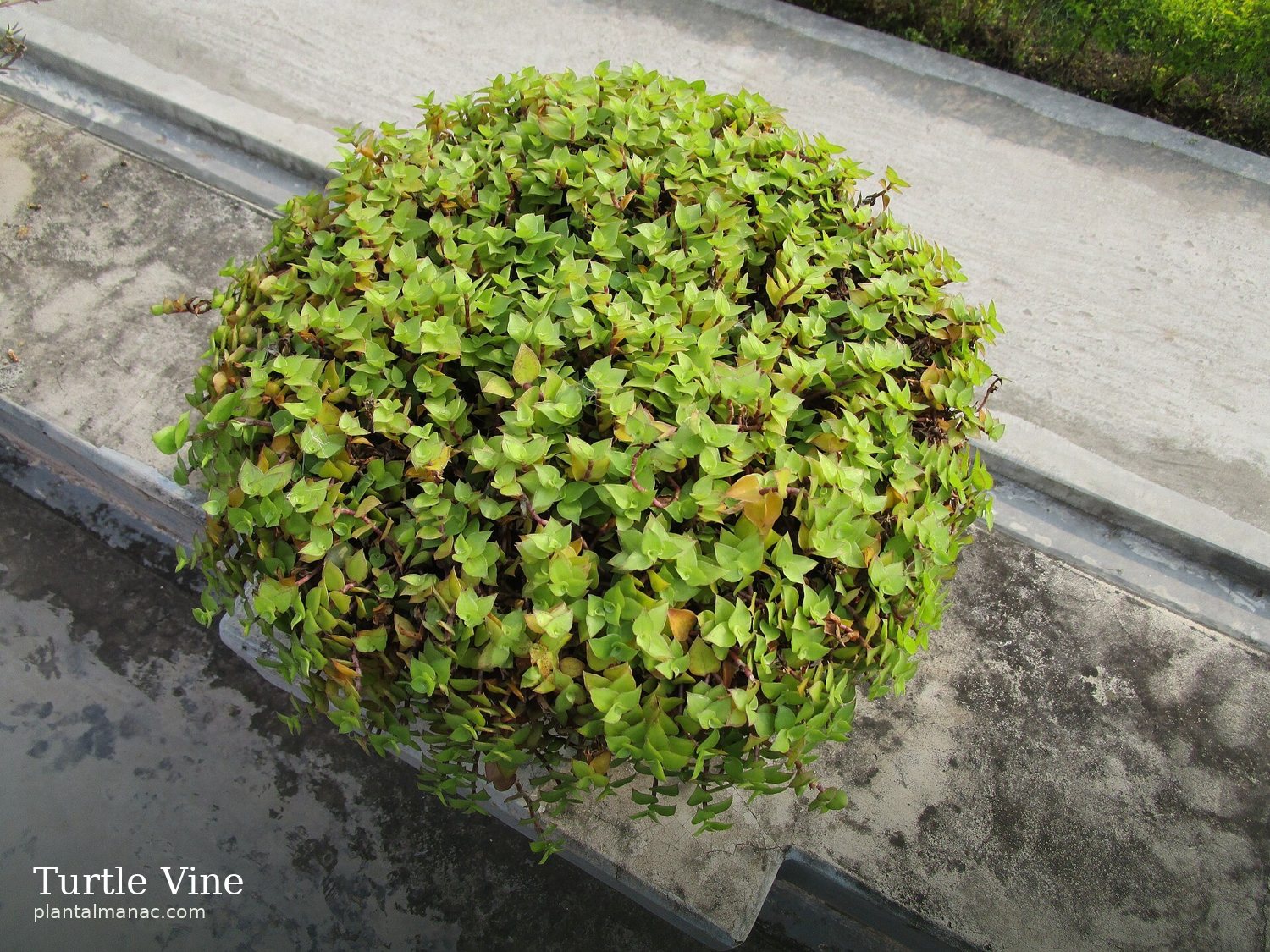 Turtle Vine (Callisia repens)