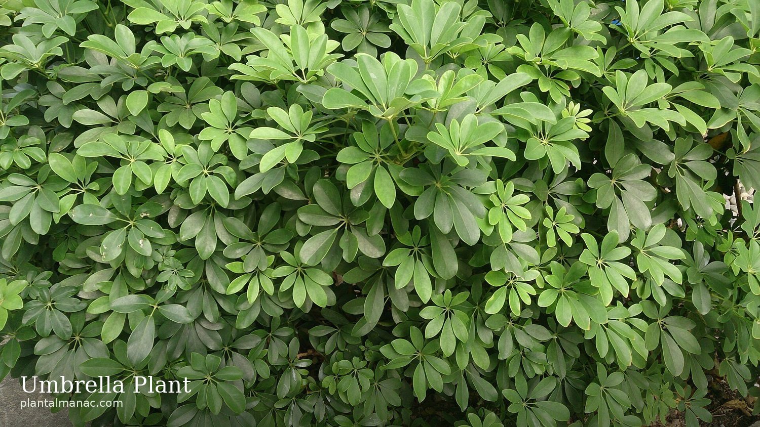 Umbrella Plant (Schefflera arboricola)