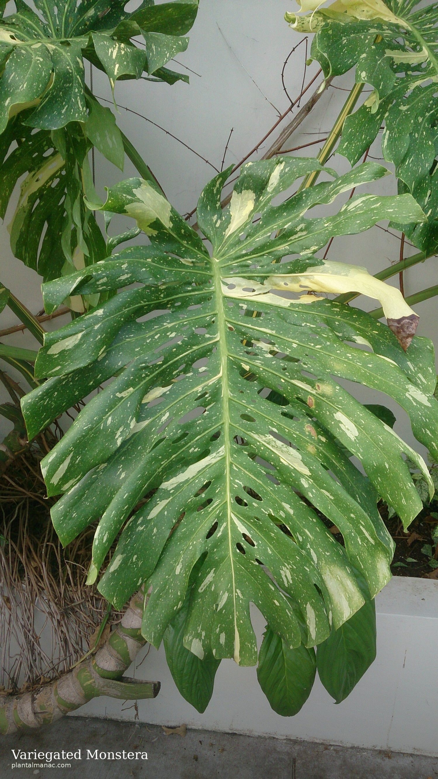Panaschierte Monstera (Monstera deliciosa Variegata)