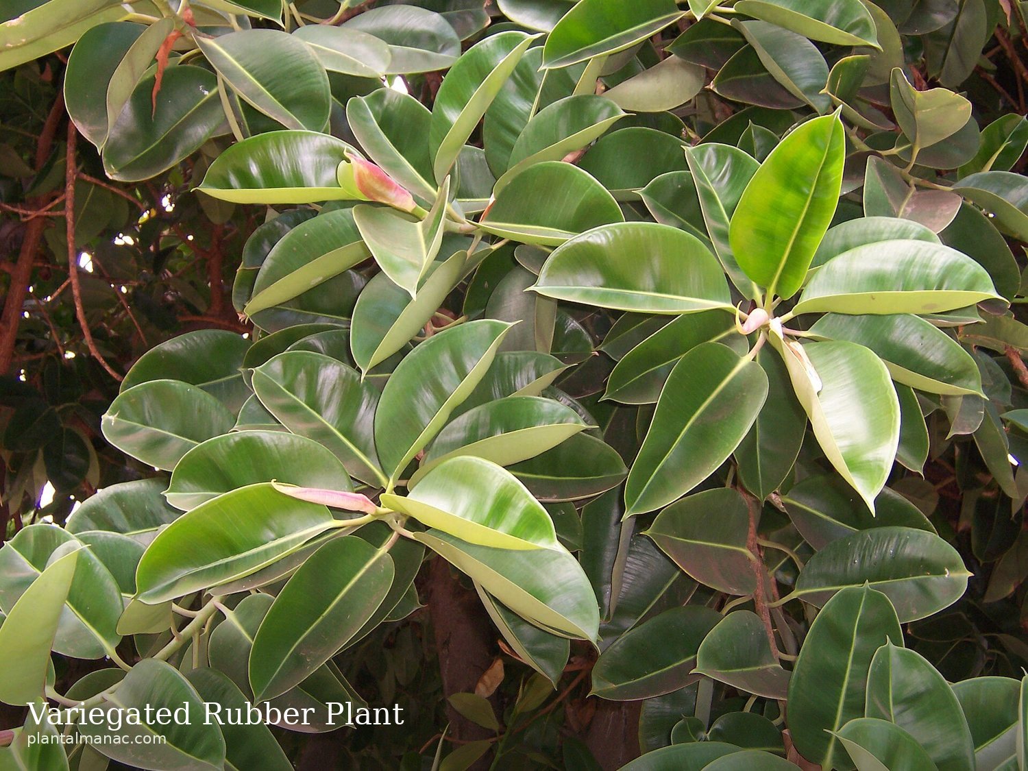 Variegated Rubber Plant (Ficus elastica Tineke)