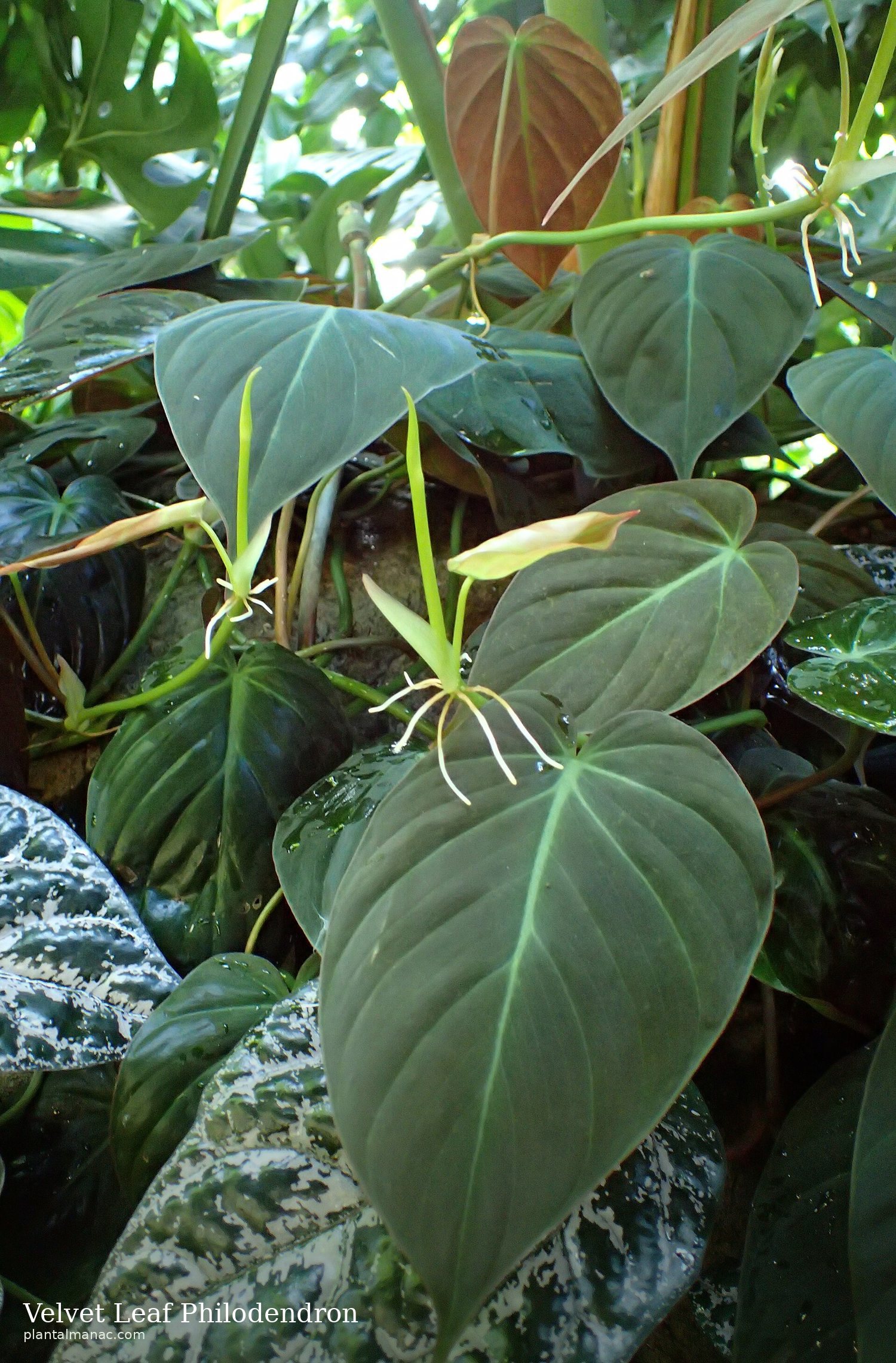 Velvet Leaf Philodendron (Philodendron micans)