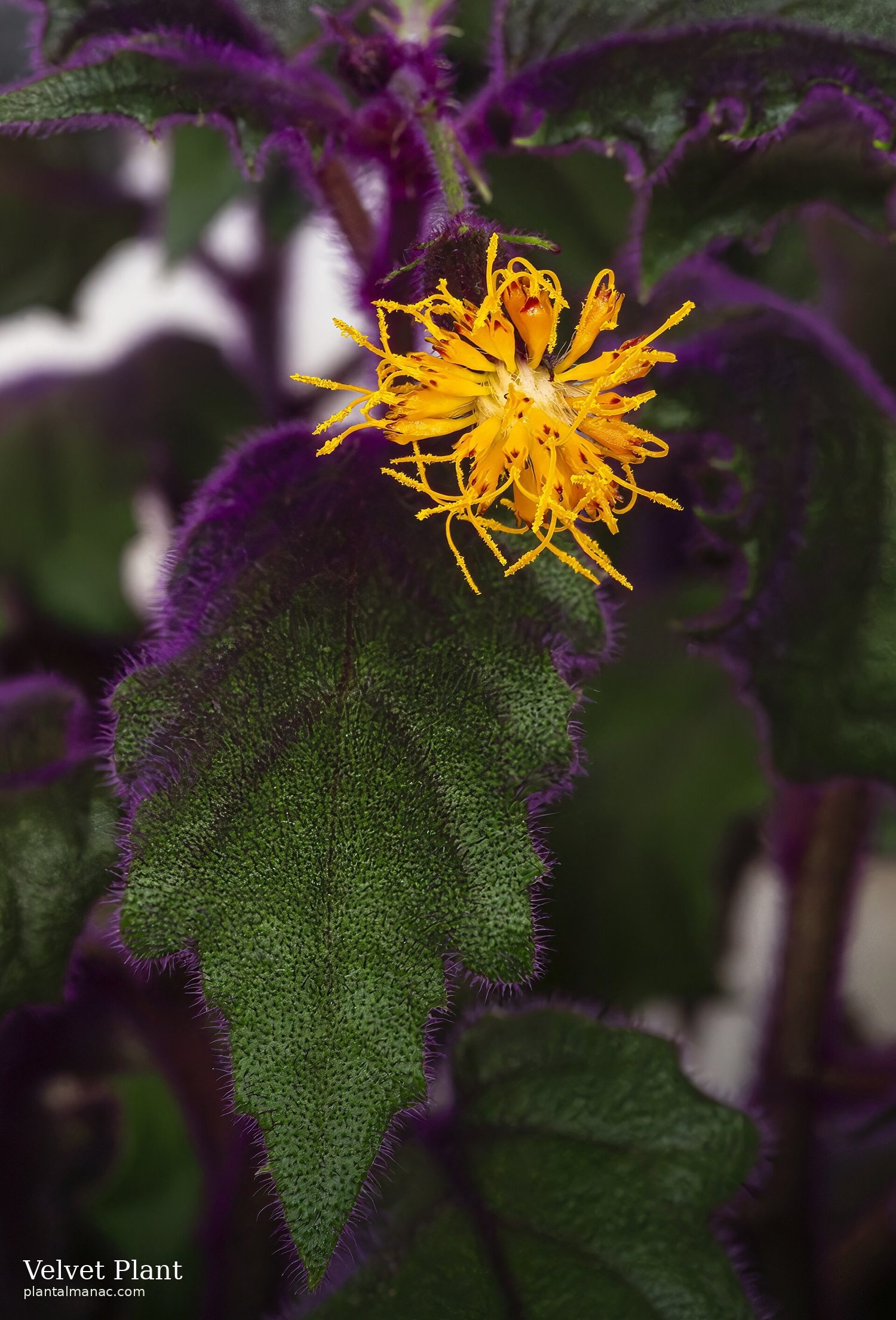 Samtpflanze (Gynura aurantiaca)
