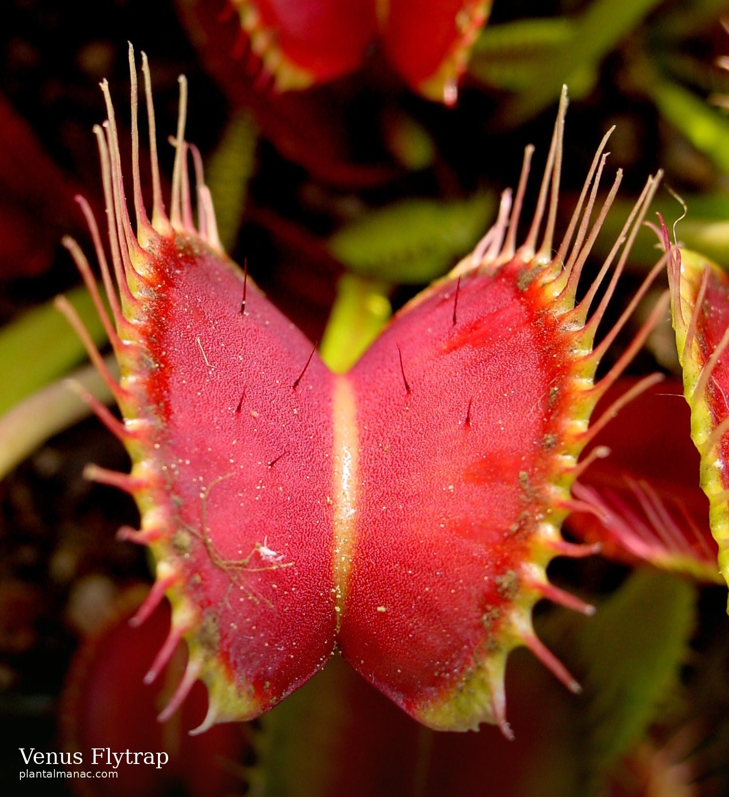 Venus Flytrap (Dionaea muscipula)