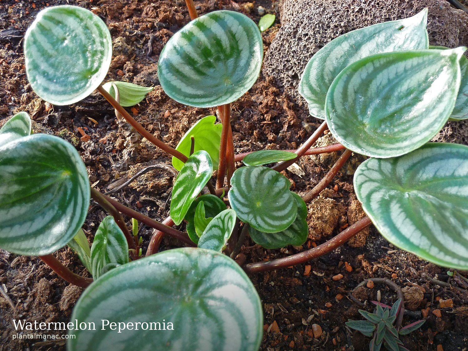 Watermelon Peperomia (Peperomia argyreia)