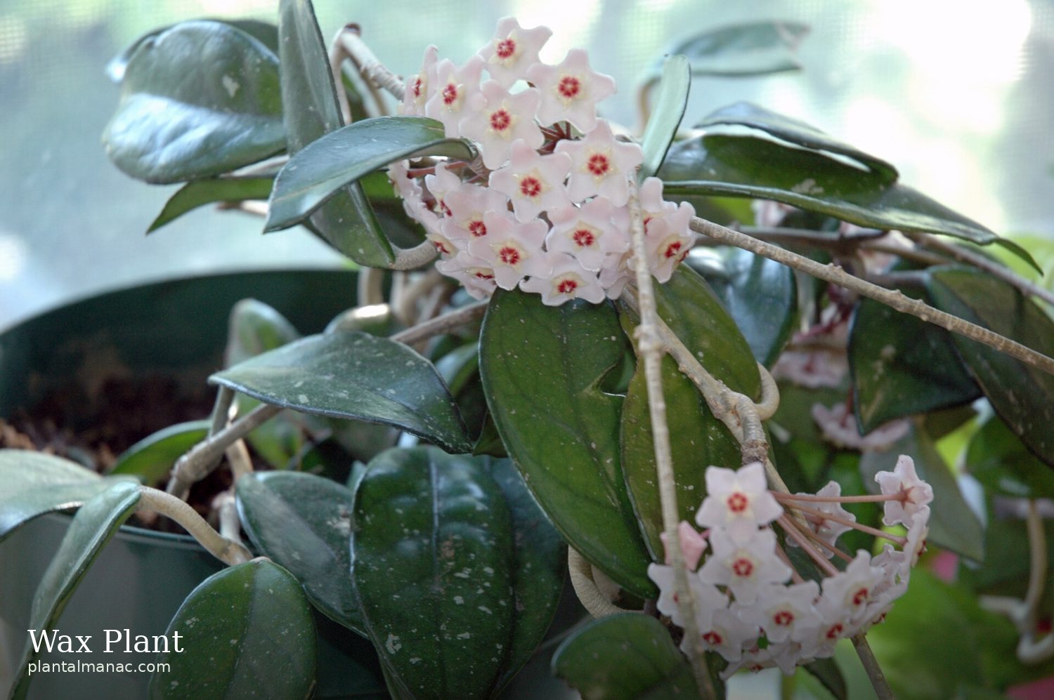 Wax Plant (Hoya carnosa)