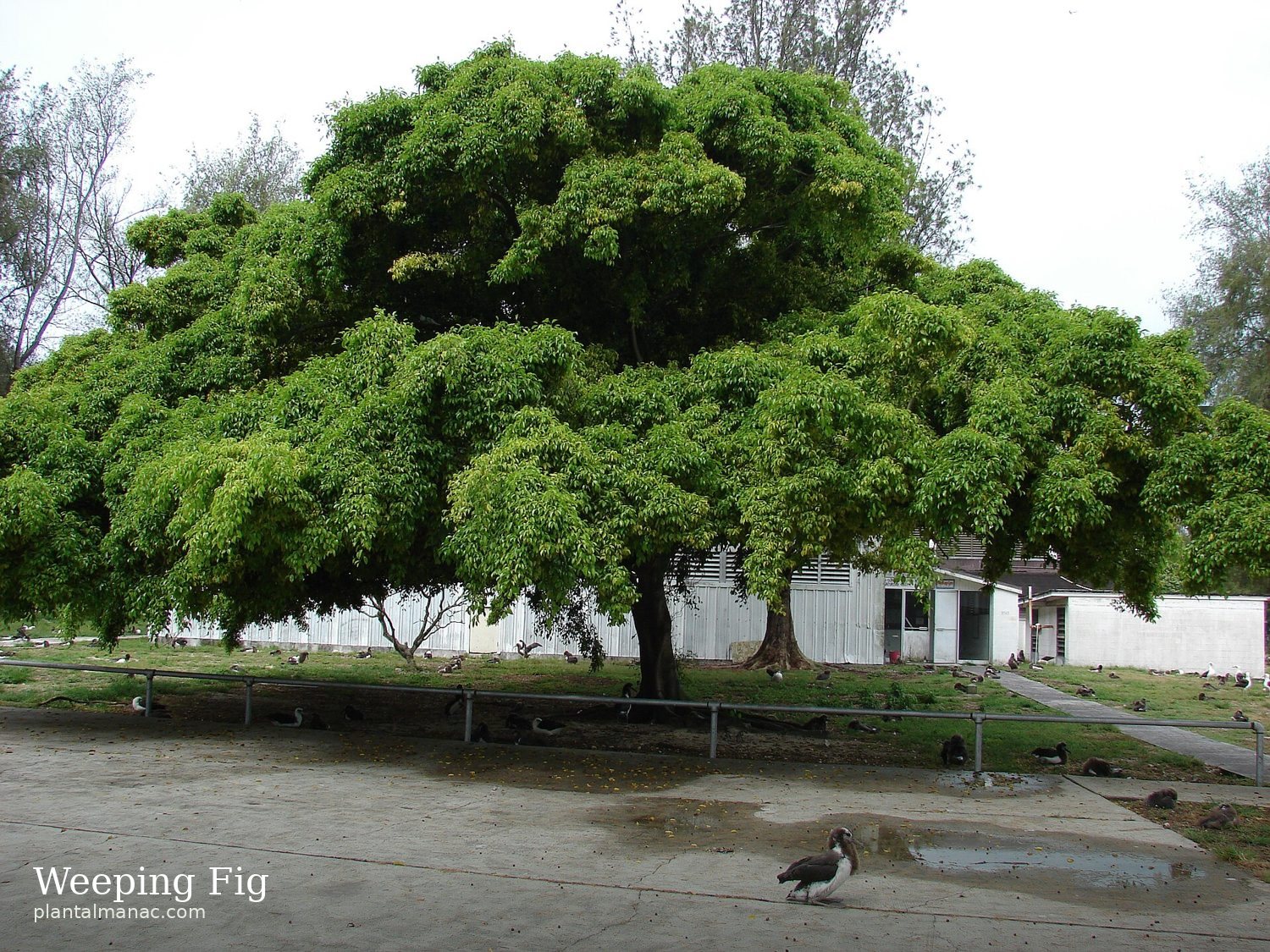 Weeping Fig (Ficus benjamina)