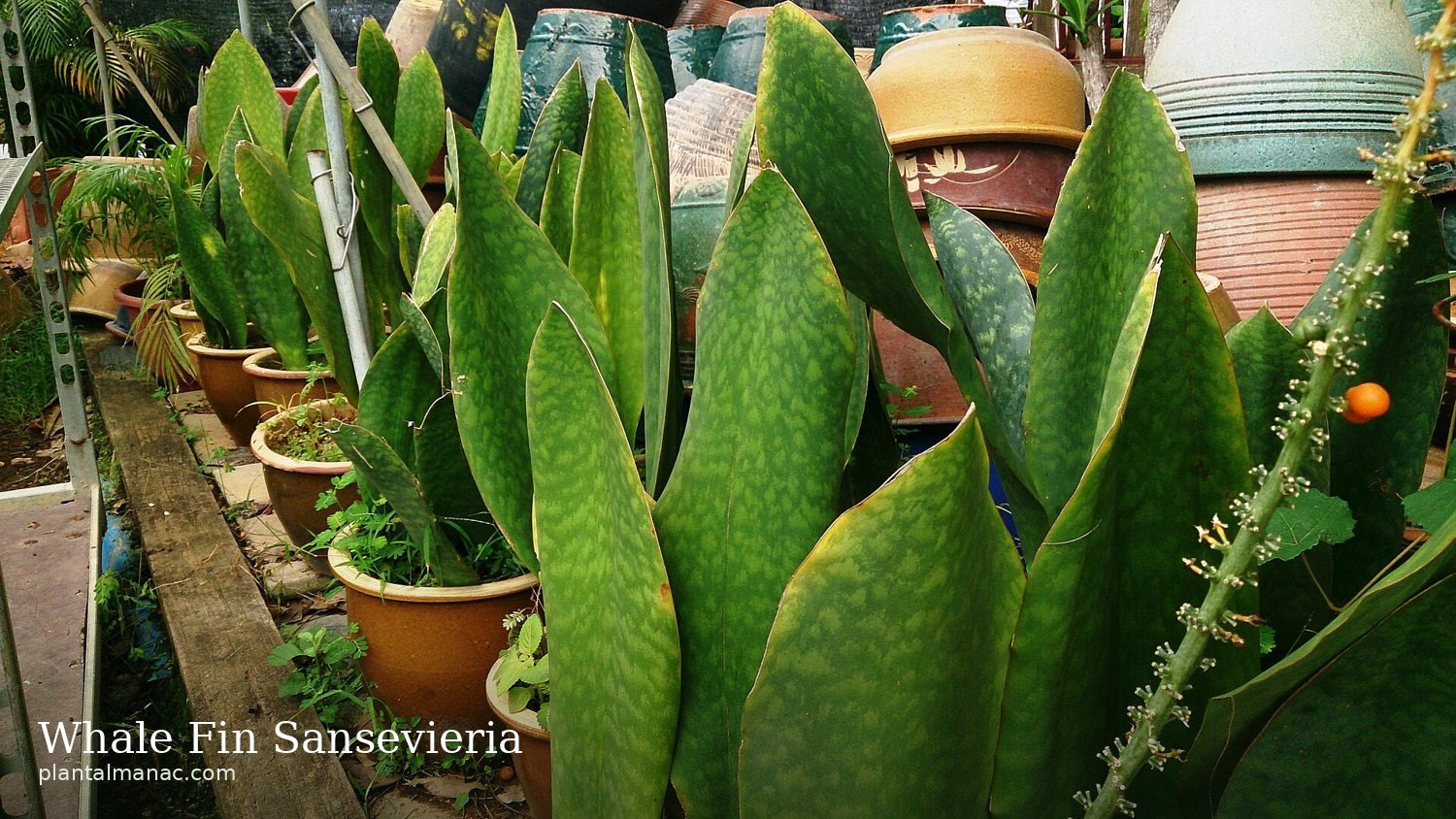 Whale Fin Sansevieria (Dracaena masoniana)