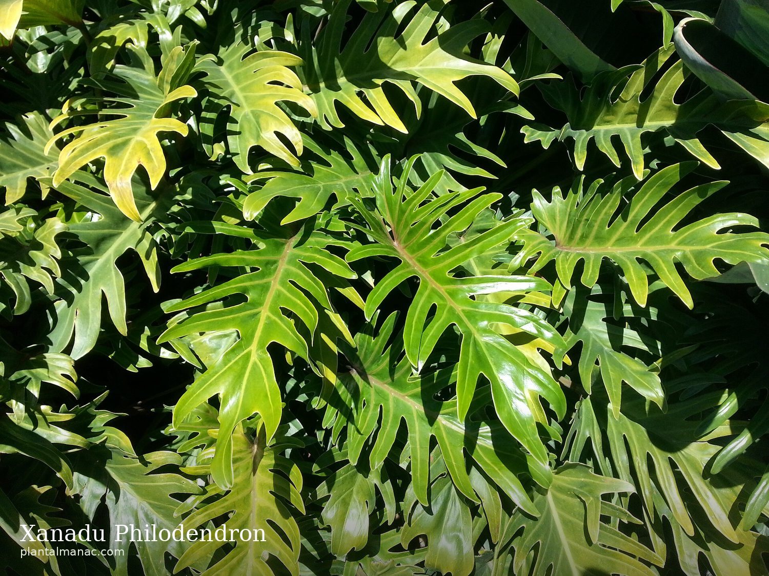 Xanadu Philodendron (Thaumatophyllum xanadu)
