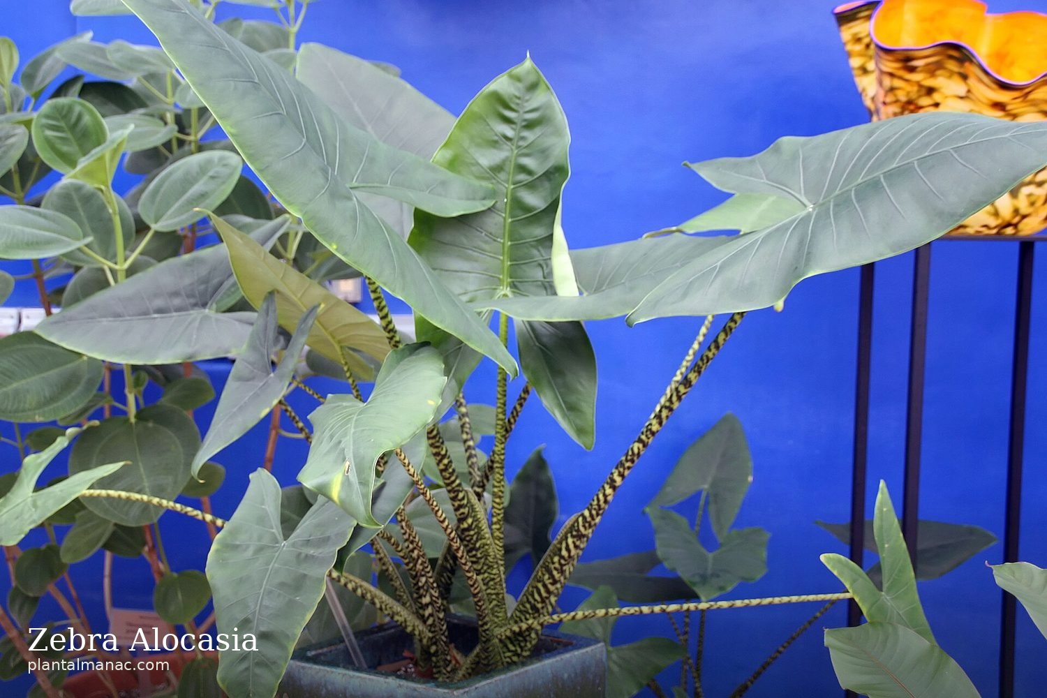 Zebra-Alocasia (Alocasia zebrina)