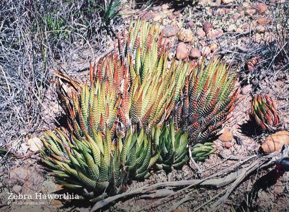 Zebra Haworthia (Haworthiopsis fasciata)