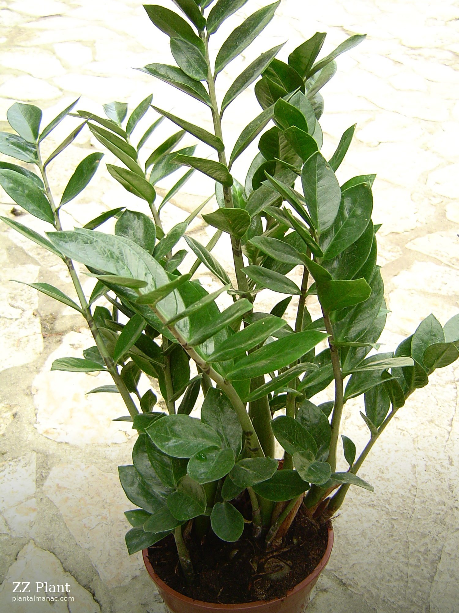 ZZ Plant (Zamioculcas zamiifolia)